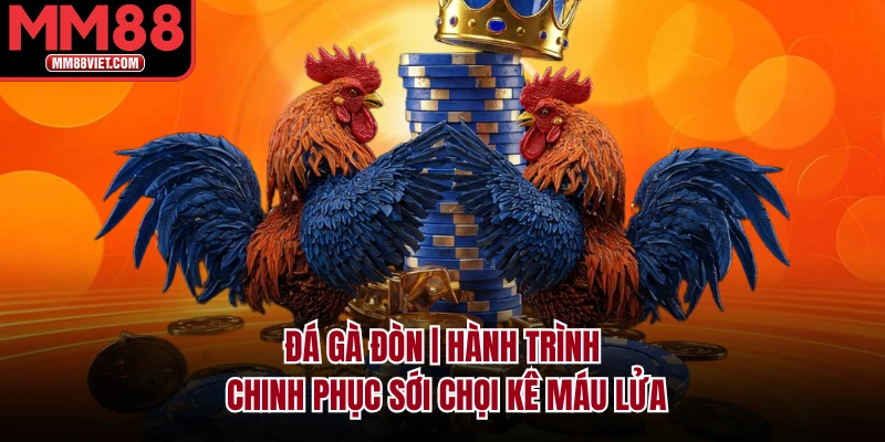 Đá Gà Đòn | Hành Trình Chinh Phục Sới Chọi Kê Máu Lửa