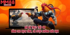 Đá Gà Trực Tiếp 88 – Đỉnh Cao Kịch Tính, Cá Cược Không Giới Hạn